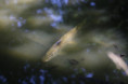 /album/uhyn-libis-2022/20220724095743-img-0378-jpg/